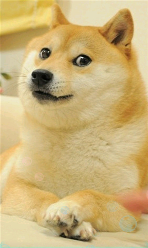 神烦狗doge2主题动态壁纸